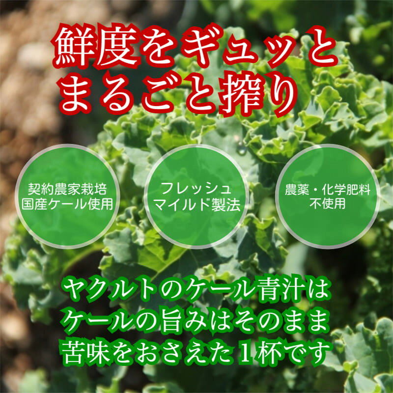 ヤクルトの国産ケール青汁 60袋 個包装 粉末タイプ ヤクルトヘルスフーズ 青汁 ヤクルト 国産 国産ケール粉末タイプ 健康補助食品ケール ビタミン ミネラル 野菜の王様 nijiiroegg-10004894 にじいろたまごのお店 サンプル画像2