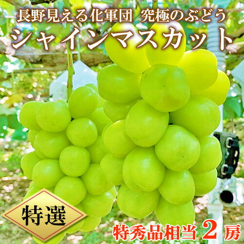 [予約] 特選 シャインマスカット 2房 産地直送 特秀品 長野見える化軍団 究極のぶどう 送料無料 | 長野県産 ぶどう 特選品 特秀 秀品 ギフト 贈り物 お取り寄せ 高級 ぶどう 大粒 贈答用 化粧箱入 産地直送 甘い 美味しい 贈答 贈答品 1kg 1200g 2房 葡萄 旬 限定 完熟のサムネイル