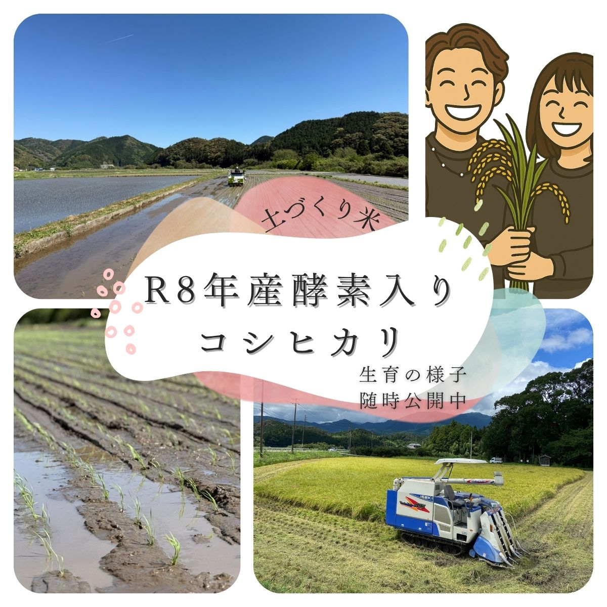 令和8年度産 新米コシヒカリ 玄米30kg 農家直送 四万十川清流育ち 減農薬 土づくり...