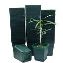 Roorimmer 育苗ポット 8cm 100個入り 正方形 苗ポット、植木鉢 プラスチック 多肉植物 鉢、プラ鉢 種蒔きポット、育苗用ポリポッ
