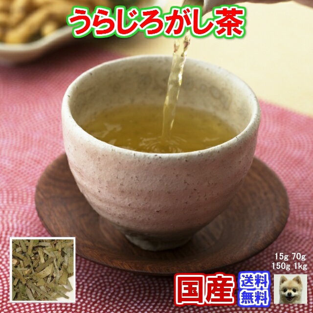 健康茶「国産」ウラジロガシ茶チャック付新鮮真空パック70gお茶 健康茶 ハーブティー うらじろがし茶 通販 通信販売 ネット販売 解石茶 流石茶 送料無料 お徳用 100g