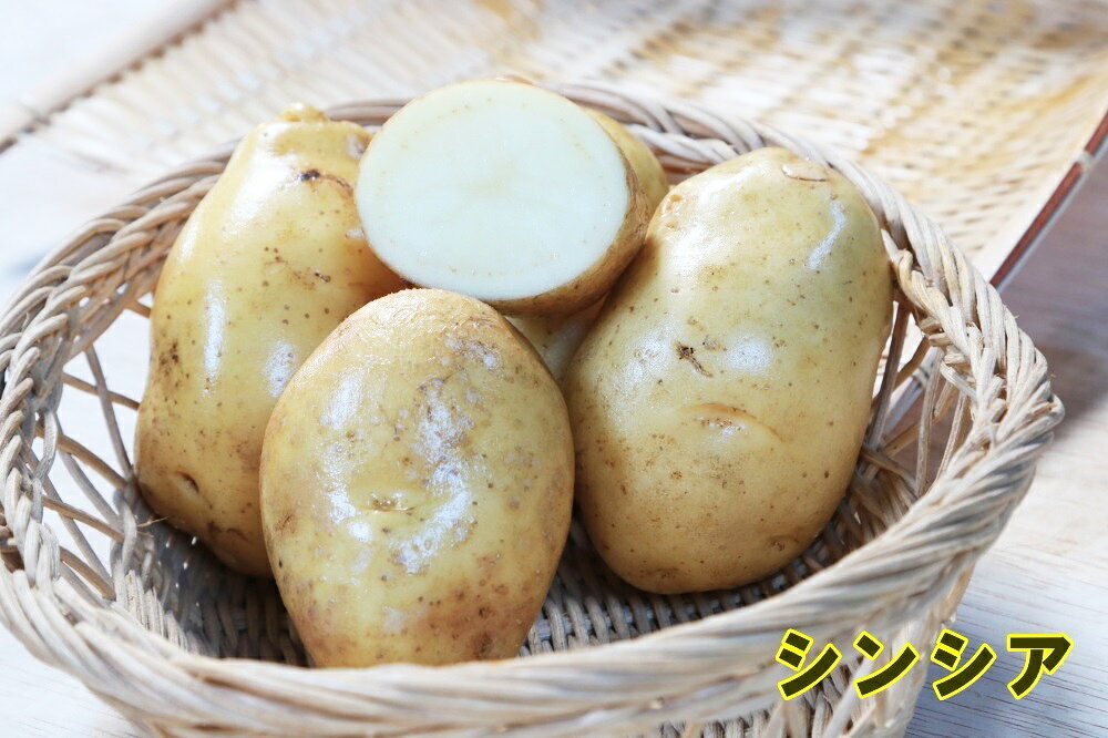 【種ジャガイモ・種いも】フレンチポテト「シンシア」