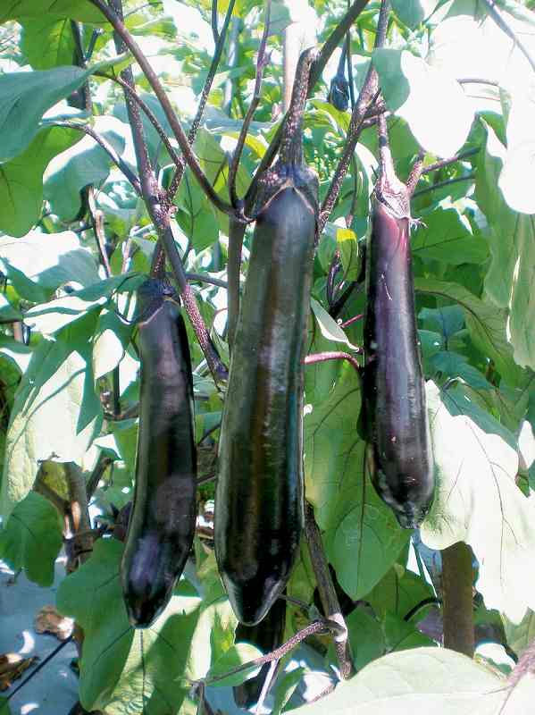楽天市場 苗 野菜苗 春植え野菜苗 ナスの苗 サントリー本気野菜シリーズ 日光種苗