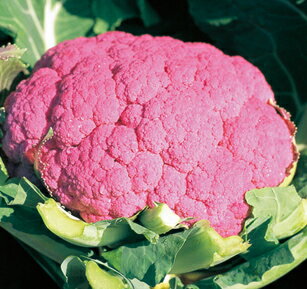 赤紫カリフラワーの苗「遠州あか花やさい」9cmポットのサムネイル