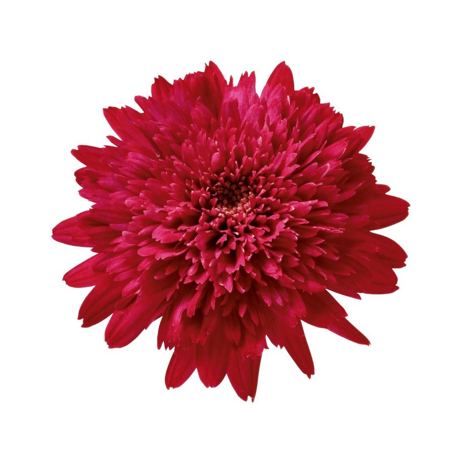 サントリーフラワーズ 「ボンザマーガレット　ルビー」 10.5cmポット苗【3月中旬より出荷】のサムネイル