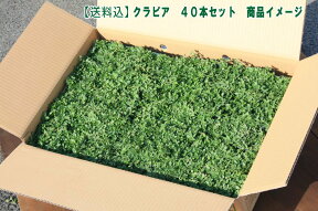 【花のタネプレゼント中(N)】イワダレソウ改良種「クラピア K5 (40本セット)」（花色：薄ピンク）　9cmポット苗【農場直送につき同梱不可商品】【送料込】