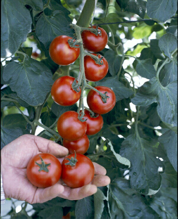 エムソン企画のトマト苗「坂本さんのフルーツトマト」9cmポット【4月中旬～5月上旬発送分予約】のサムネイル