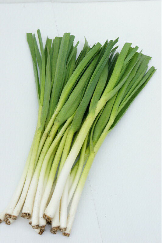 葉を食べるニンニク「ハーリックの苗 4本セット(肥料付)」9cmポット【販売期間：11月上旬〜11月下旬】