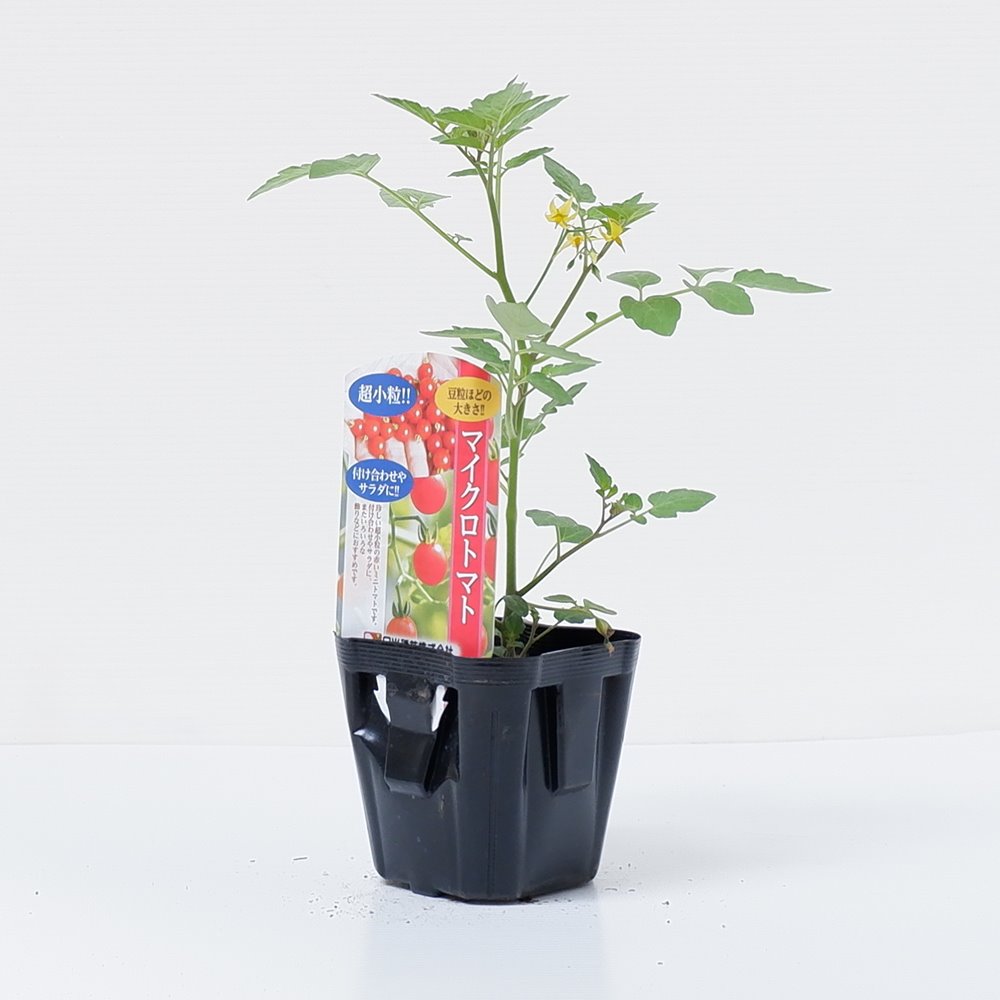 「マイクロトマトの苗」9cmポット【4月中旬～5月上旬発送分予約】
