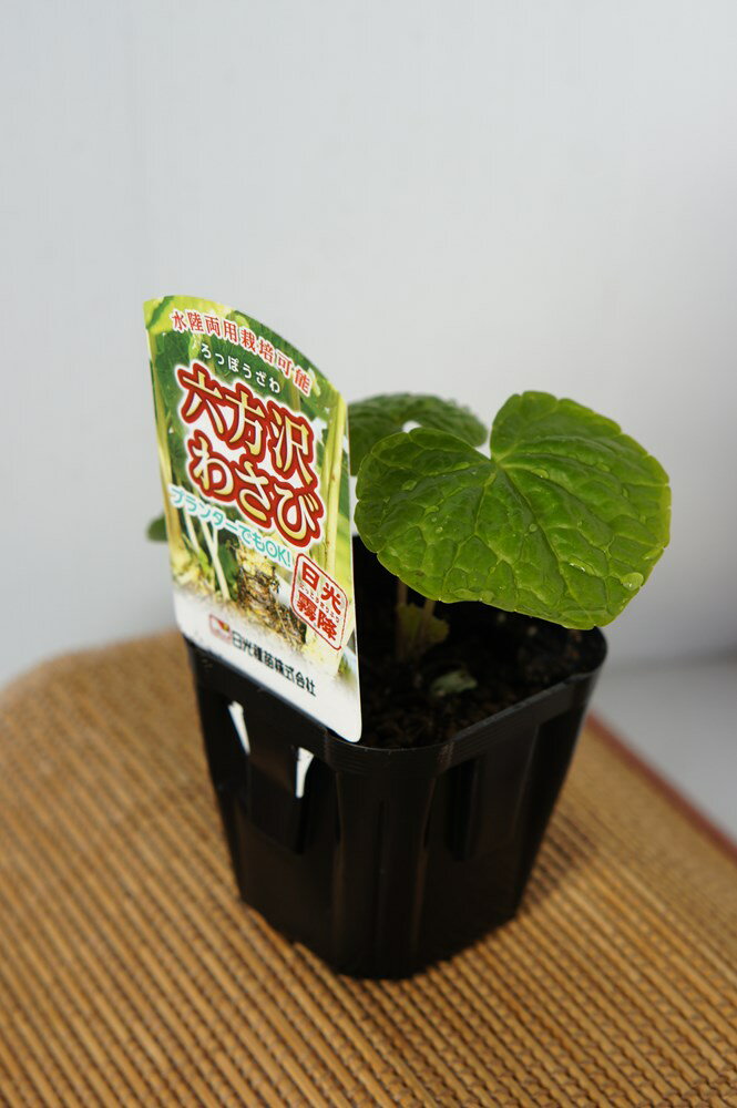 水陸両用わさび「六方沢ワサビの苗」【販売期間：春期3月中旬〜4月下旬／秋期10月中旬〜11月中旬】