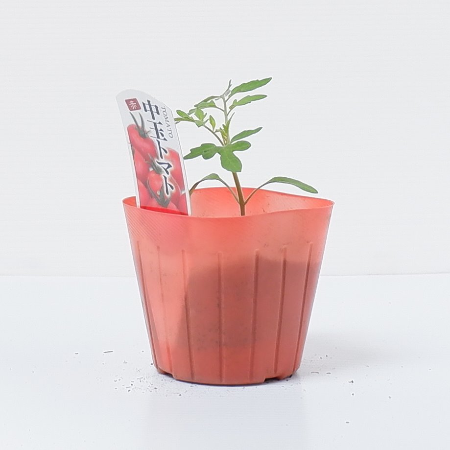 普通の中玉フルーツトマトの苗「シンディースイート」9cmポット【4月中旬～5月上旬発送分予約】