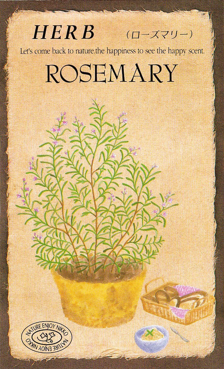 日光種苗　ハーブ「ローズマリー【802】」のタネ　[内容量：0.1ml（約30粒）]