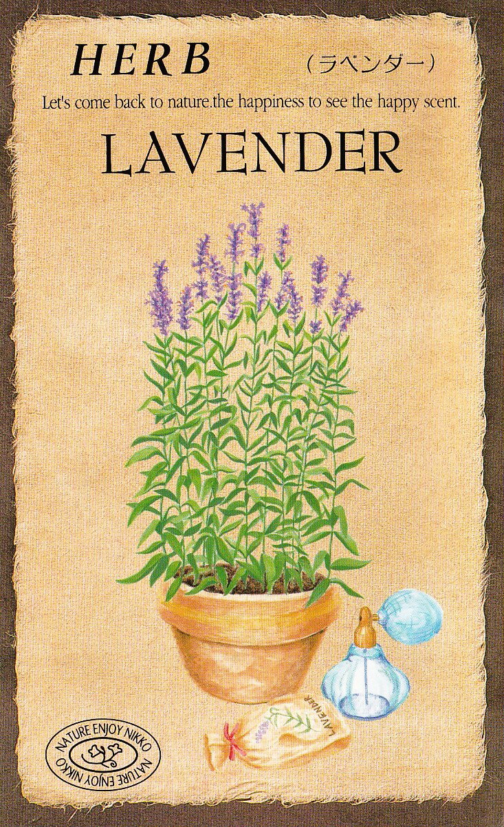 日光種苗　ハーブ「ラベンダー【813】」のタネ　[内容量：0.1ml（約40粒）]