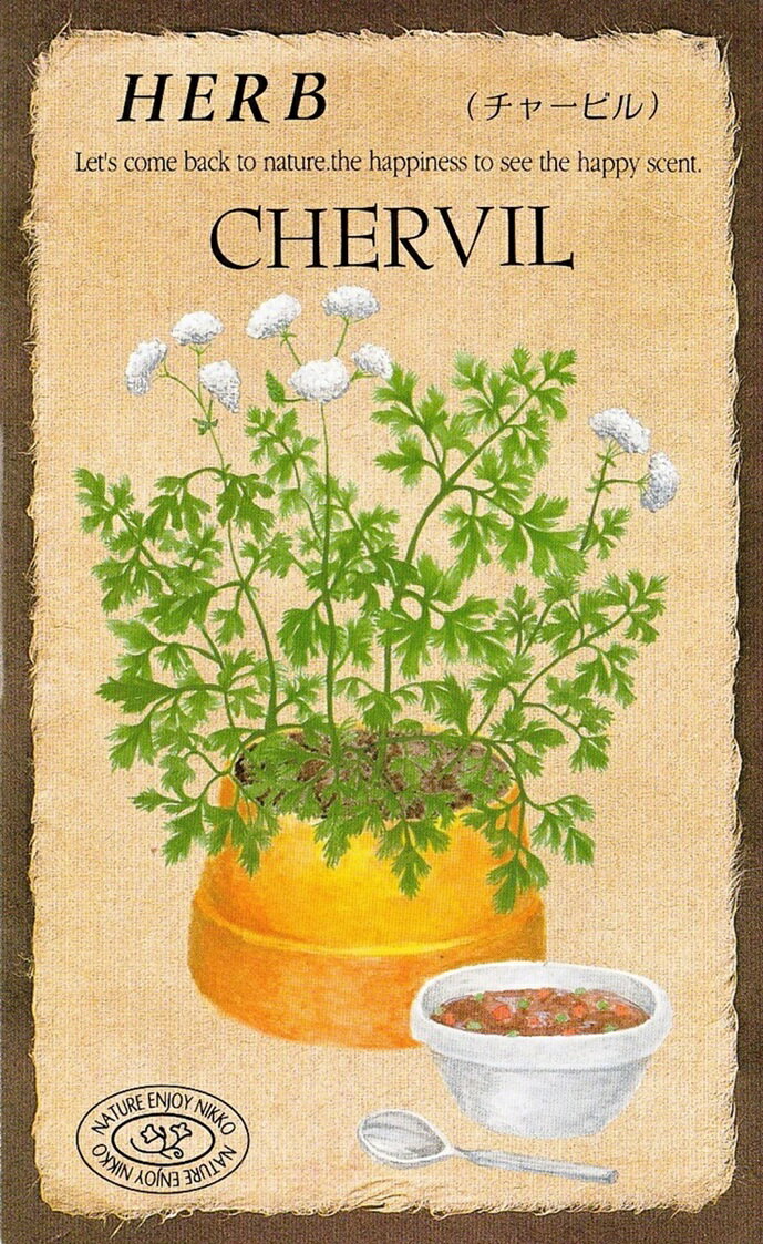 日光種苗　ハーブ「チャービル【814】」のタネ　[内容量：0.5ml（約30粒）]