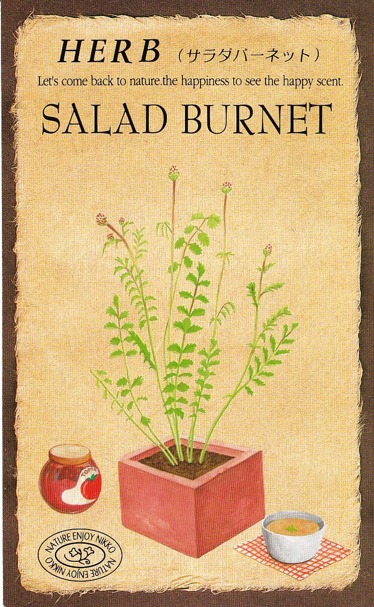 日光種苗　ハーブ「サラダバーネット【827】」のタネ　[内容量：0.5ml（約20粒）]