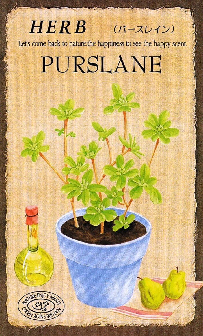 日光種苗　ハーブ「ゴールデンパースレイン【836】」のタネ　[内容量：0.1ml]