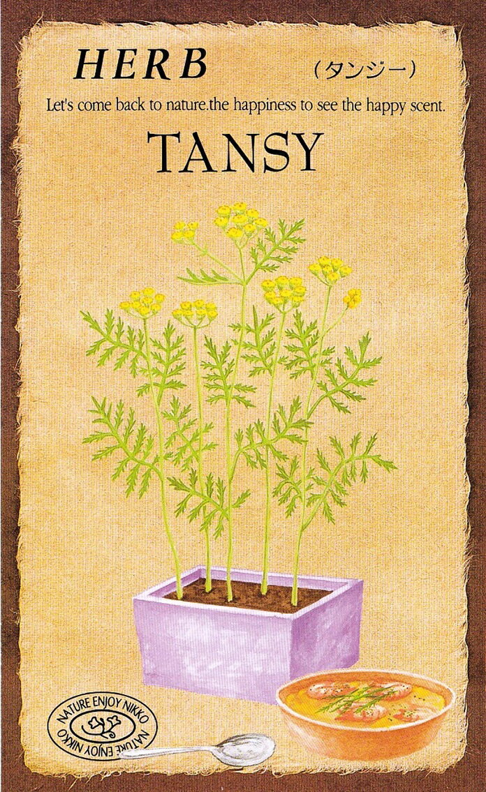 日光種苗　ハーブ「タンジー【837】」のタネ　[内容量：0.2ml（約240粒）]