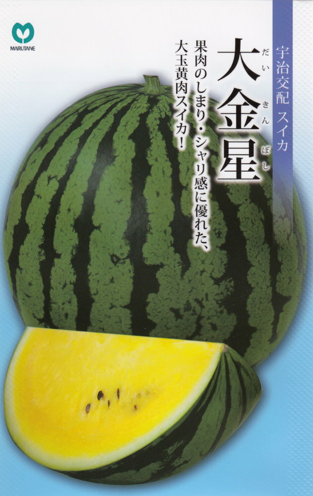 丸種「スイカ 大金星」のタネ [内容量:約7粒]
