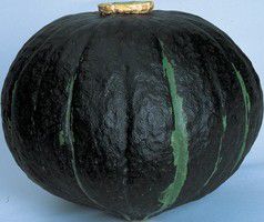 カボチャの苗 「冬至かぼちゃ黒」9cmポット【7月上旬〜7月下旬発送分】のサムネイル