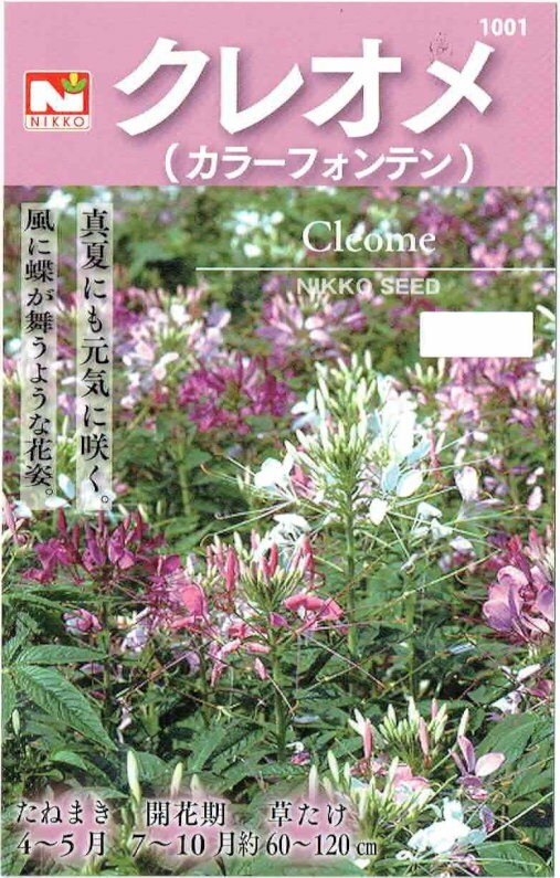 日光種苗　クレオメのタネ（カラーフォンテン）［内容量:100ml］【春】