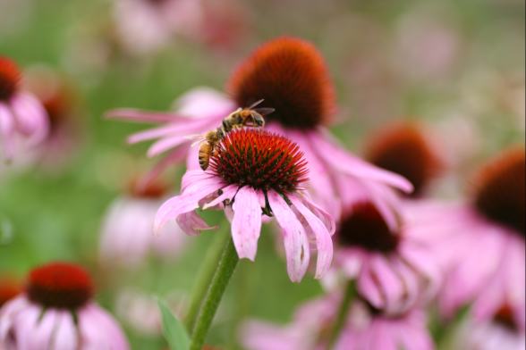 �������ġ��ϡ��� �����ʥ����Υ��͡�������:100ml��