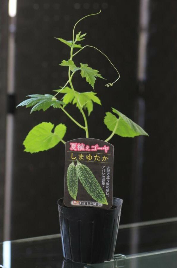 製造元：日光種苗大型で成り数の多い、アバシ改良種！夏植え　交配アバシゴーヤ　しまゆたか一代交配F1種畑プランターコンテナ緑のカーテン特徴アバシタイプのF1種、大型の果は濃緑で光沢がある。在来アバシと比較して雌花着生率が高い豊産型。成り疲れしにくく、ハウス、露地栽培に兼用でき、長期収穫が可能。栽培法酸性の土壌では、苦土石灰2握りをまいて耕起しておきます。元肥として完熟堆肥2kgと市販の肥料3握りを施して土と混ぜ、うねを作ります。ネット栽培、棚栽培の他、地這栽培も出来ます。親ヅルが1m位になったら摘芯します。液肥500倍を月に2〜3回施します。開花後、約2週間で収穫します。夏植えの苗,夏植エの苗,交配アバシゴーヤの苗,交配あばしごーやの苗,しまゆたかの苗,シマユタカの苗,一代交配種,F1種,緑のカーテン,グリーンカーテン2024/07/04 - ver.3.0