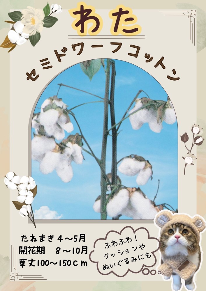 日光種苗 綿（わた） 「セミドワーフコットン」のタネ[内容量：1ml]