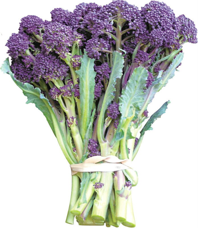 ブロッコリーの苗「すずなりブロッコリーパープルNeo」9cmポットのサムネイル