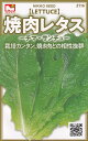 日光種苗　焼肉レタス　チマサンチュ（カキチシャ、包菜）[内容量：2mL]　【2116】【春・秋】 【郵送対応】