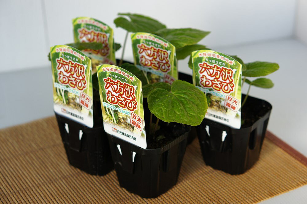 水陸両用わさび「六方沢ワサビ」　【お買い得5本セット】【販売期間：春期3月中旬〜4月下旬／秋期10月..
