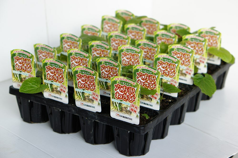 水陸両用わさび「六方沢ワサビ」　さらにお買い得24本セット【販売期間：春期3月中旬〜4月下旬／秋期10..