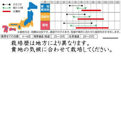 サカタのタネ ミニキュウリ リル 約18粒【郵送対応】【品種名：リル】