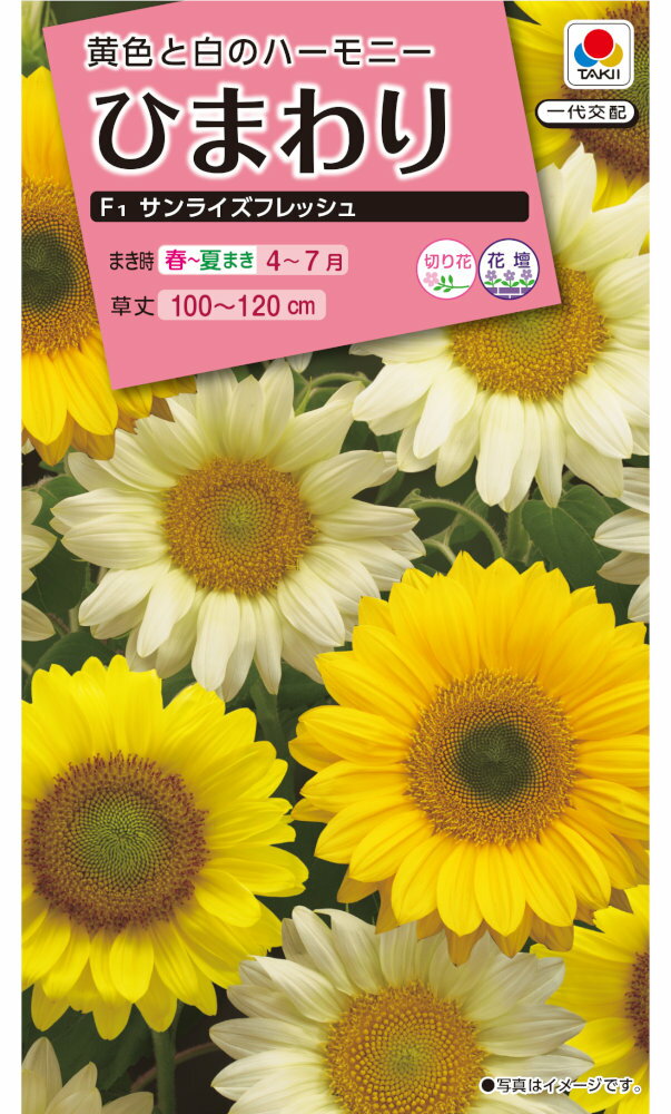 タキイ種苗 ひまわり サンライズフレッシュのタネ[内容量：2ml]のサムネイル