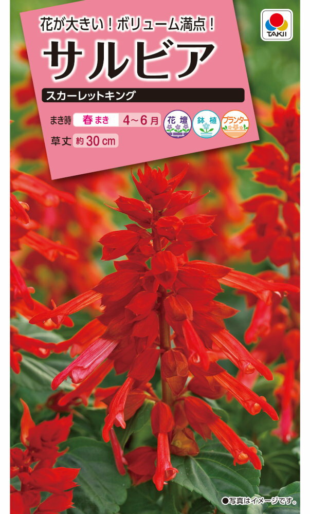 タキイ種苗 サルビア スカーレットキングのタネ[内容量：0.4ml]
