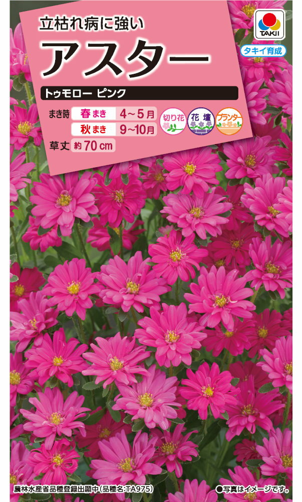 タキイ種苗 アスター トゥモローピンクのタネ[内容量：0.3ml]