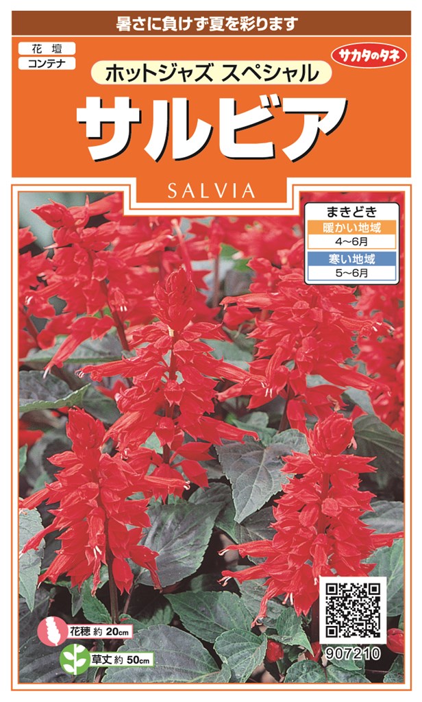 サカタのタネ サルビア ホットジャズスペシャルのタネ[内容量：0.5ml]