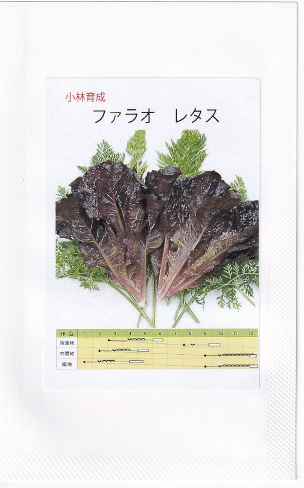 製造元：小林種苗高温期でも発色良く、葉裏まで鮮やか！リーフレタス　ファラオトンネルの要・不要や定植などの情報は商品パッケージをご確認ください。特性・温期でも葉裏まで鮮やかに色づくレッドリーフレタス。・極晩抽性で環境適応性が広くほぼ周年栽培が可能。・極立性で樹勢強く、定植後約55日で収穫期に達する。・中肋は比較的薄く、エグ味なく食味優れる。・ベビーリーフからミニレタス、リーフレタスと広い用途に適応する。・べと病に強く栽培容易。リーフレタスの種子,リーフレタスのタネ,りーふれたすの種子,りーふれたすのタネ,ファラオの種子,ファラオのタネ,ふぁらおの種子,ふぁらおのタネ,れたすの種子,れたすのタネ,レタスの種子,レタスのタネ,しちゃの種子,しちゃのタネ,シチャの種子,シチャのタネ,萵苣の種子,萵苣のタネ2023/07/13 - ver.3.0