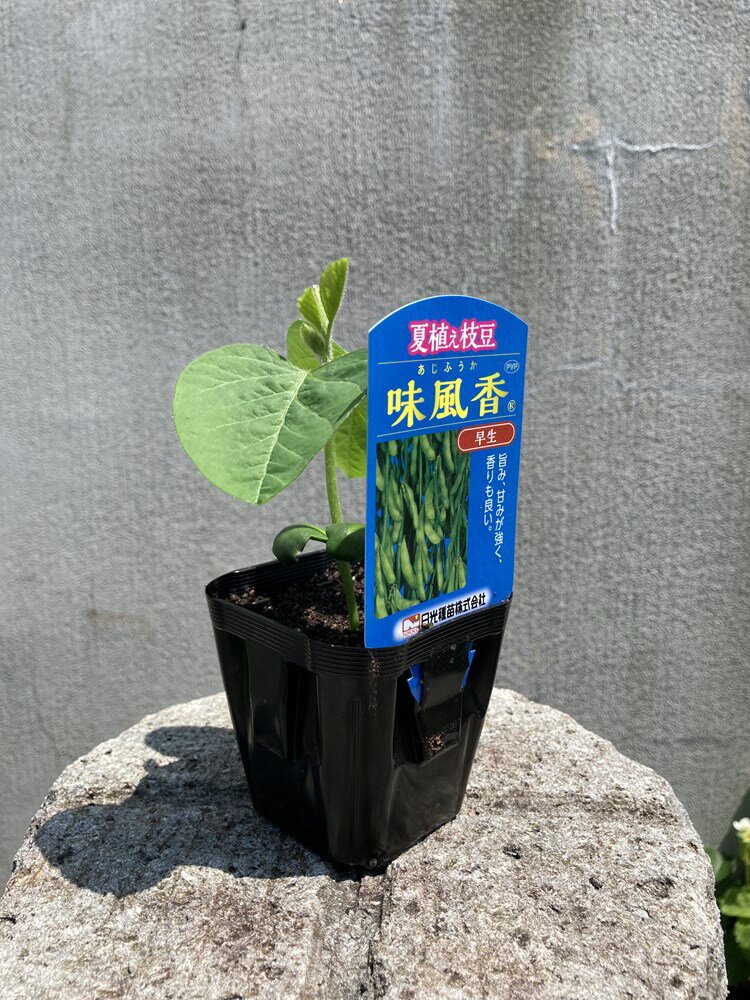 夏植え枝豆「味風香（あじふうか）」9cmポット苗【6月