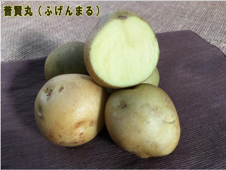 楽天市場】じゃがいも 種芋 さんじゅうまる（種子｜ガーデニング・農業