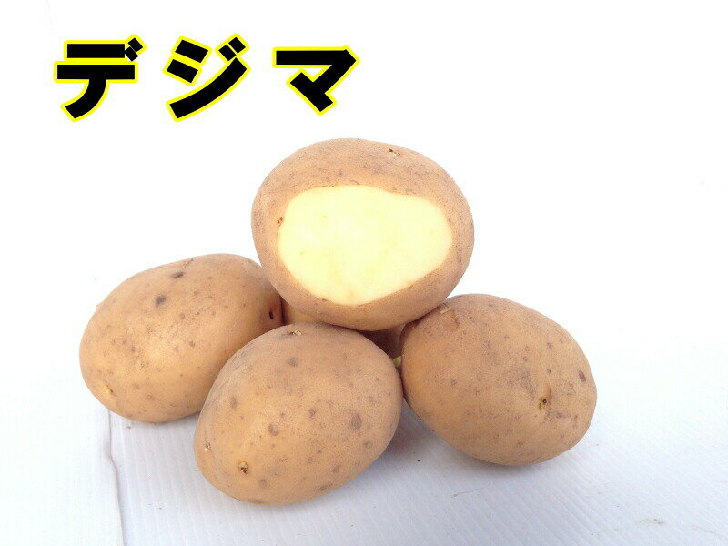 【種ジャガイモ・種いも】「デジマ」の種じゃがいも　約500g入【秋ジャガイモ用：7月下旬〜8月下旬発送】のサムネイル