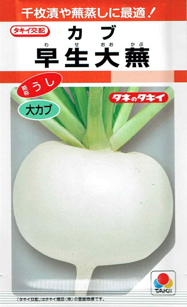 製造元：タキイ種苗千枚漬や蕪蒸しに最適！カブ　早生大蕪トンネルの要・不要や定植などの情報は商品パッケージをご確認ください。一代交配F1種大カブ発芽適温20〜25度生育適温15〜20度発芽日数3〜5日株間30〜35cmうね幅120cm特長早太りでよくそろう、ス入りの遅い大カブ。肌は純白、肉質は緻密で甘みに富む。繊維が少なく、蕪蒸し・千枚漬用として最適。タネまき1カ所に3〜4粒ずつまき、本葉3〜4枚までに生育中位なものを1本残して間引きます。その後の管理生育期間が長いため、間引き後に追肥し、後半まで肥効が続くように注意します。収穫根の大きさは1〜2kg程度が収穫適期になります。むやみに大きくするとス入りや根割れにつながります。カブの種子,カブのタネ,かぶの種子,かぶのタネ,蕪の種子,蕪のタネ,早生大蕪の種子,早生大蕪のタネ,一代交配種,F1種2024/07/29 - ver.3.0