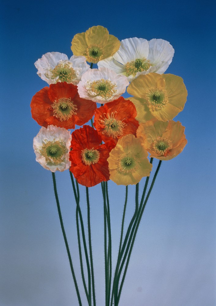 �������� ���������ɥݥԡ� ����ե���ȥ��㥤����ȡ��ߥå����Υ��͡�[�����̡�100ml]