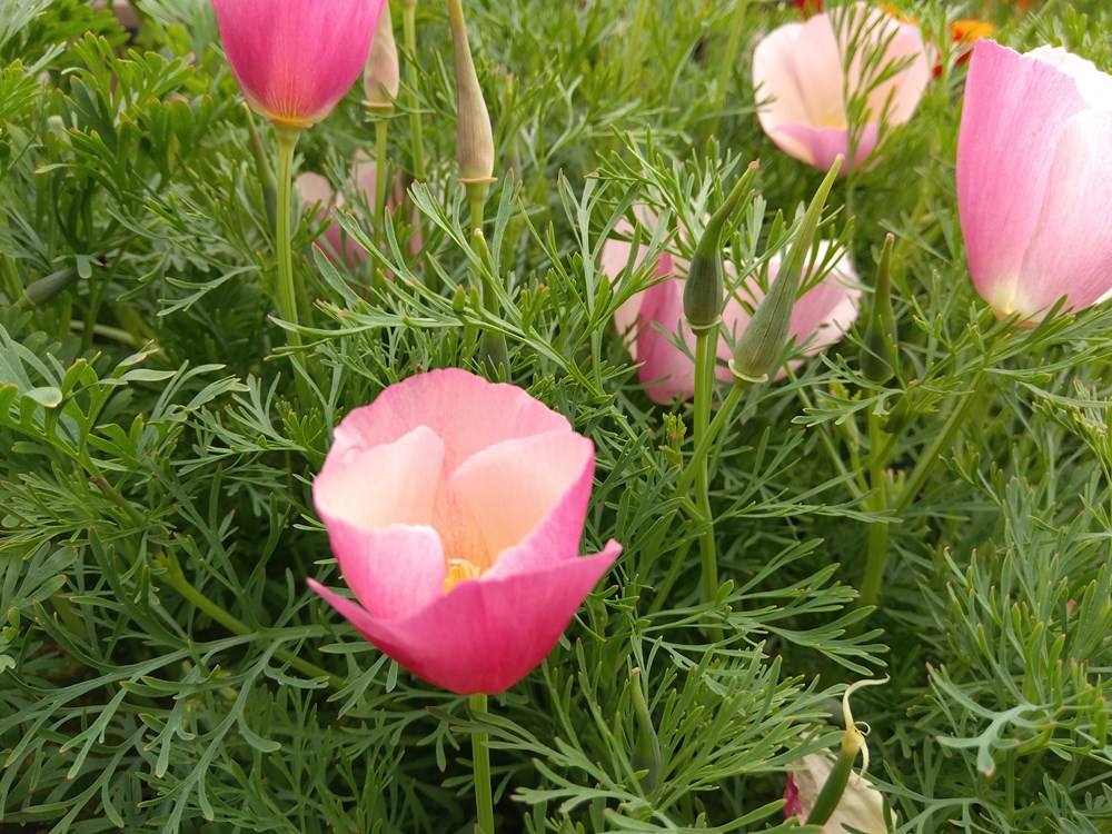 �������ġֲ�ɩ�� �����ޥ��󥭥󥰡פΥ��͡�[�����̡�1L](�ϤʤӤ��������ϥʥӥ������������������������ե���˥��ݥԡ�)