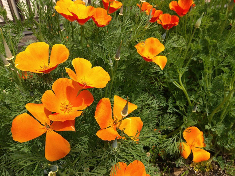 �������ġֲ�ɩ�� ��åɥ����աפΥ��͡�[�����̡�1L](�ϤʤӤ��������ϥʥӥ������������������������ե���˥��ݥԡ�)