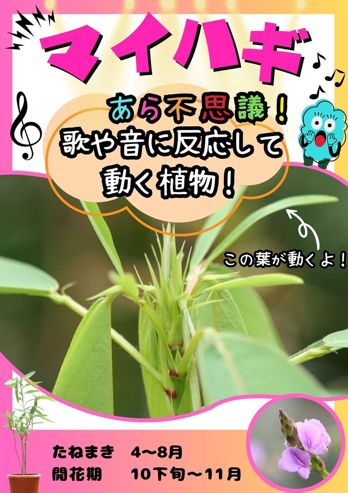 製造元：日光種苗あら不思議！歌や音に反応して動く植物！マイハギ（まいはぎ・舞萩）トンネルの要・不要や定植などの情報は商品パッケージをご確認ください。種蒔き時期4〜8月発芽日数15〜25日発芽適温15〜25度特徴中国では「踊舞草」と呼ばれています。温度が30度くらいになると小さな葉っぱがよく動き、特に子供や女性の声など、高い音に反応しやすいです。そして夜になると踊り疲れて眠ります。成長すると晩秋にきれいな花を咲かせます。育て方日当たりの良いところで育ててください。水はけのよい肥沃な土壌で栽培します。土の表面が乾いたらたっぷりと水を与えます。土の表面が乾いていないまま水をあげると根腐れを起こしやすくなるので注意しましょう。冬は落葉します。東南アジア原産なので、ある程度温度が必要です。室内等の5度以上のところで管理しましょう。肥料はほんの少しで、与え過ぎないようにして下さい。マイハギ（まいはぎ・舞萩）の種子,マイハギ（まいはぎ・舞萩）のタネ,まいはぎ（まいはぎ・舞萩）の種子,まいはぎ（まいはぎ・舞萩）のタネ,マイハギ（マイハギ・舞萩）の種子,マイハギ（マイハギ・舞萩）のタネ2024/10/16 - ver.3.0