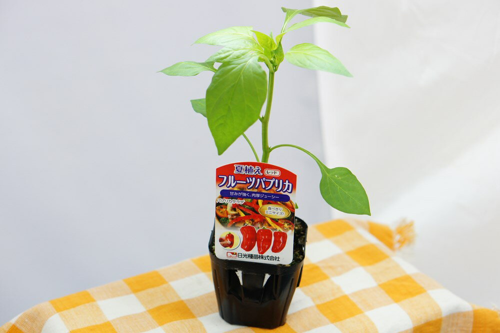 製造元：日光種苗甘味が強く、肉厚ジューシー夏植え　フルーツパプリカ　レッド畑プランターコンテナ果長約7cm果重35〜60g糖度最大12度特長甘みが強く、糖度が最大12度にもなる肉厚ジューシーなミニパプリカ。果車35g〜60g、果長約7cm、直径約4cmの食べきりサイズです。収穫が開花後45日前後と非常に早く、多収穫でつくりやすいので、夏植えの家庭菜園に最適です。炒めものや肉詰めはもちろん、生でサラダやマリネとあわせても甘くて肉厚な食感が楽しめます。栽培管理1平方メートルあたり、堆肥 3kg、化成肥料 150g、苦土石灰100gを元肥として施し、主枝3〜4本仕立てを基本とし、枝が折れないように支柱を立てます。追肥は定植後 1ヶ月後から10日おきに1平方メートルあたり化成肥料を20g前後を与えましょう。乾燥に弱いのでこまめに水やりをしましょう。収穫期開花後45日前後、果長6〜8cm位夏植えの苗,夏植エの苗,フルーツパプリカの苗,ふるーつぱぷりかの苗,レッドの苗,れっどの苗2025/07/01 - ver.3.0