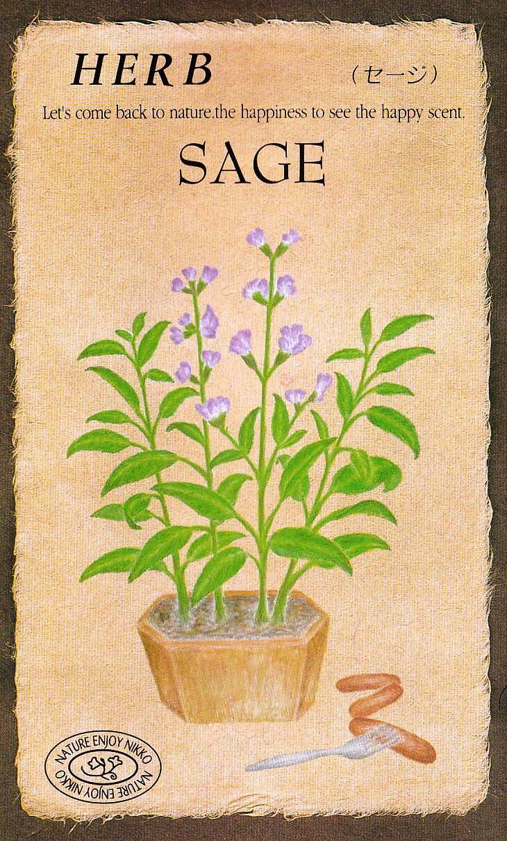 日光種苗　ハーブ「セージ【810】」のタネ　[内容量：0.3ml（約20粒）]