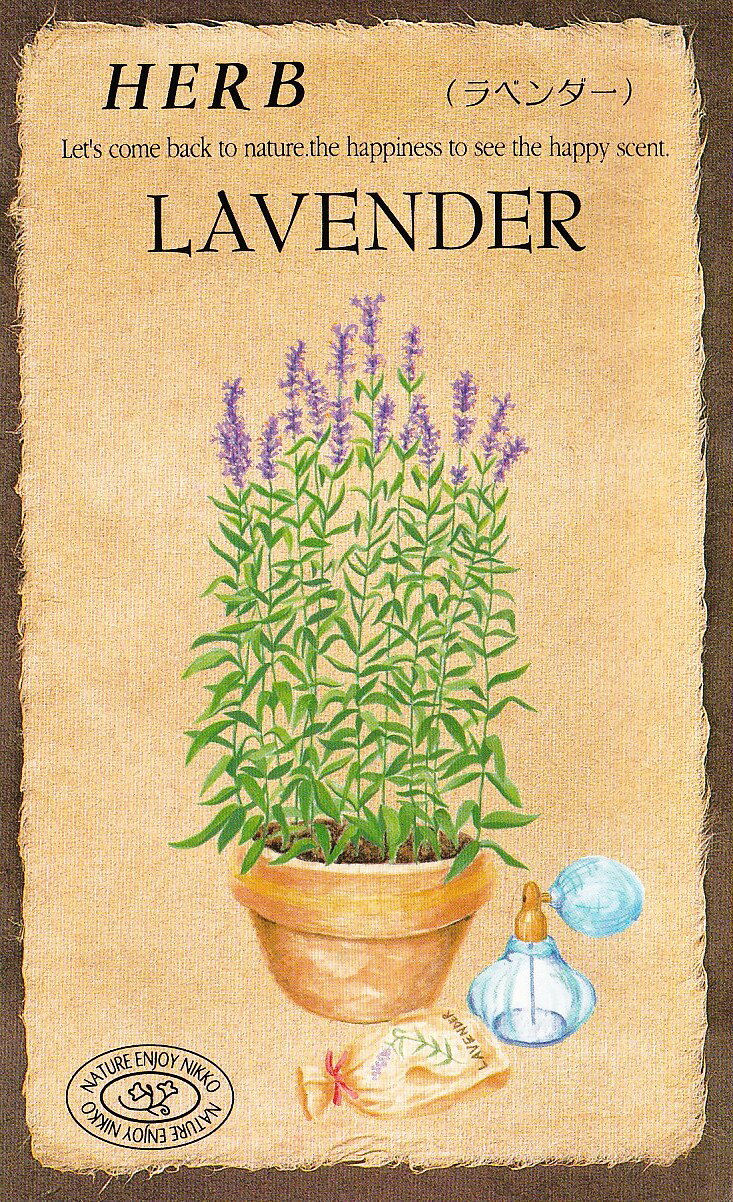 日光種苗　ハーブ「ラベンダー【813】」のタネ　[内容量：0.1ml（約40粒）]