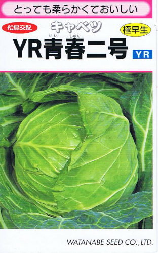 とっても柔らかくておいしい 松島交配 キャベツ YR青春二号 特性 &nbsp;・適期では植え付け後55日くらいで収穫できる極早生種。&nbsp;・中間地では、春まき、夏まき、秋まきが可能。&nbsp;・球は鮮やかな緑色で、1.3kg程度の手頃な大きさ。&nbsp;・萎黄病抵抗性品種。 苗づくり &nbsp;ポリポットやセルトレイに培養土を詰め、深さ1cmくらいにタネを2〜3粒まきます。地温を適温に保つと4〜5日くらいで発芽します。本葉が出たら1本に間引きます。 植え付け、仕立て方 &nbsp;排水の良い畑に植え付けます。1平米当たり、完熟堆肥2kg、石灰100g、化成肥料80g程度を施し、耕転します。本葉2.5〜3枚が適期です。苗にたっぷり水分を与えて植付けます。 畑の管理と収穫 &nbsp;植え付け後、1平米当たり化成肥料40gを2回に分けて追肥します。根こぶ病・べと病・株腐病・アオムシ・コナガ・ヨトウムシに注意して下さい。球が締まったら収穫、割れる前に収穫して下さい。 キャベツ、セイシュン、せいしゅん