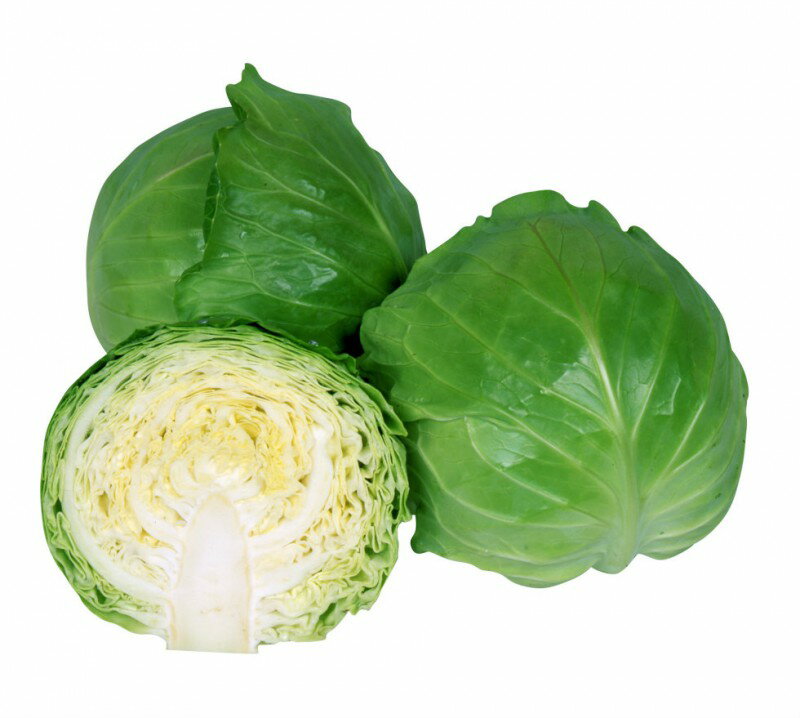 ミニキャベツの苗「ミニボール」9cmポット【販売期間：秋期10月上旬〜10月下旬／春期3月上旬〜3月下旬】